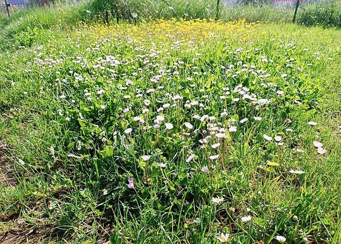 Frühstückspension Un Posto Nel Siena
